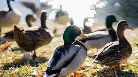 Ducks walking on grass in group as sun shines