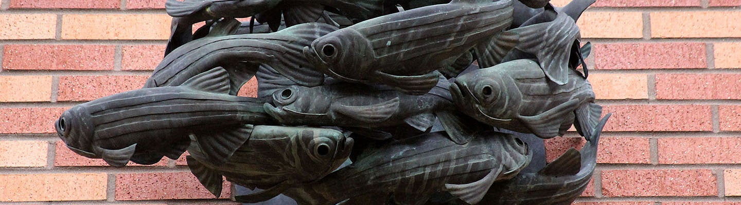 A sculpture of a school of fish swimming together to symbolize concurrent degrees.