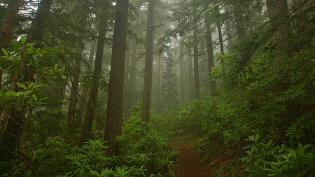Pacific Northwest forest