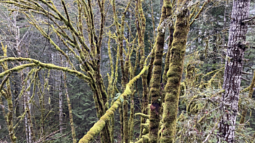 Moss-covered birch trees are in focus in an Oregon forest