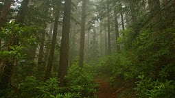 Pacific Northwest forest