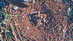 osprey chicks in nest