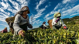 Women working in a field. 