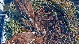 an osprey pair feeding their three chicks