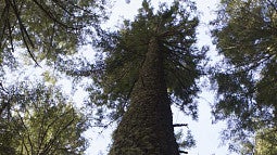 Looking up at tall trees