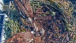 osprey chicks in nest