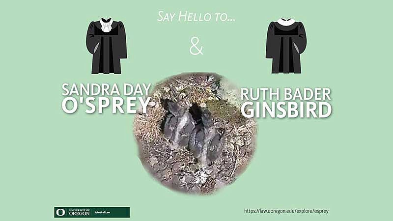 The two baby osprey with text that says - Say Hello to Sandra Day O'Sprey and Ruth Bader Ginsbird