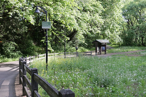 Green park path with wooden fence posts