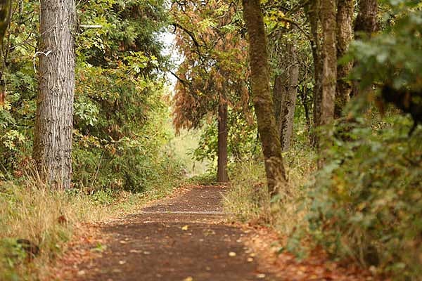 A bark pathway through the trees