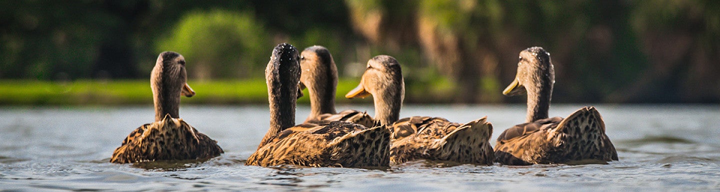 Multiple Ducks on Water
