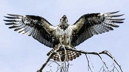 An osprey with it's wings spread taking off from a tree branch
