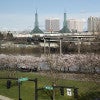 shot of the Willamette river from UO Portland with cherry blossoms and green spires in the background